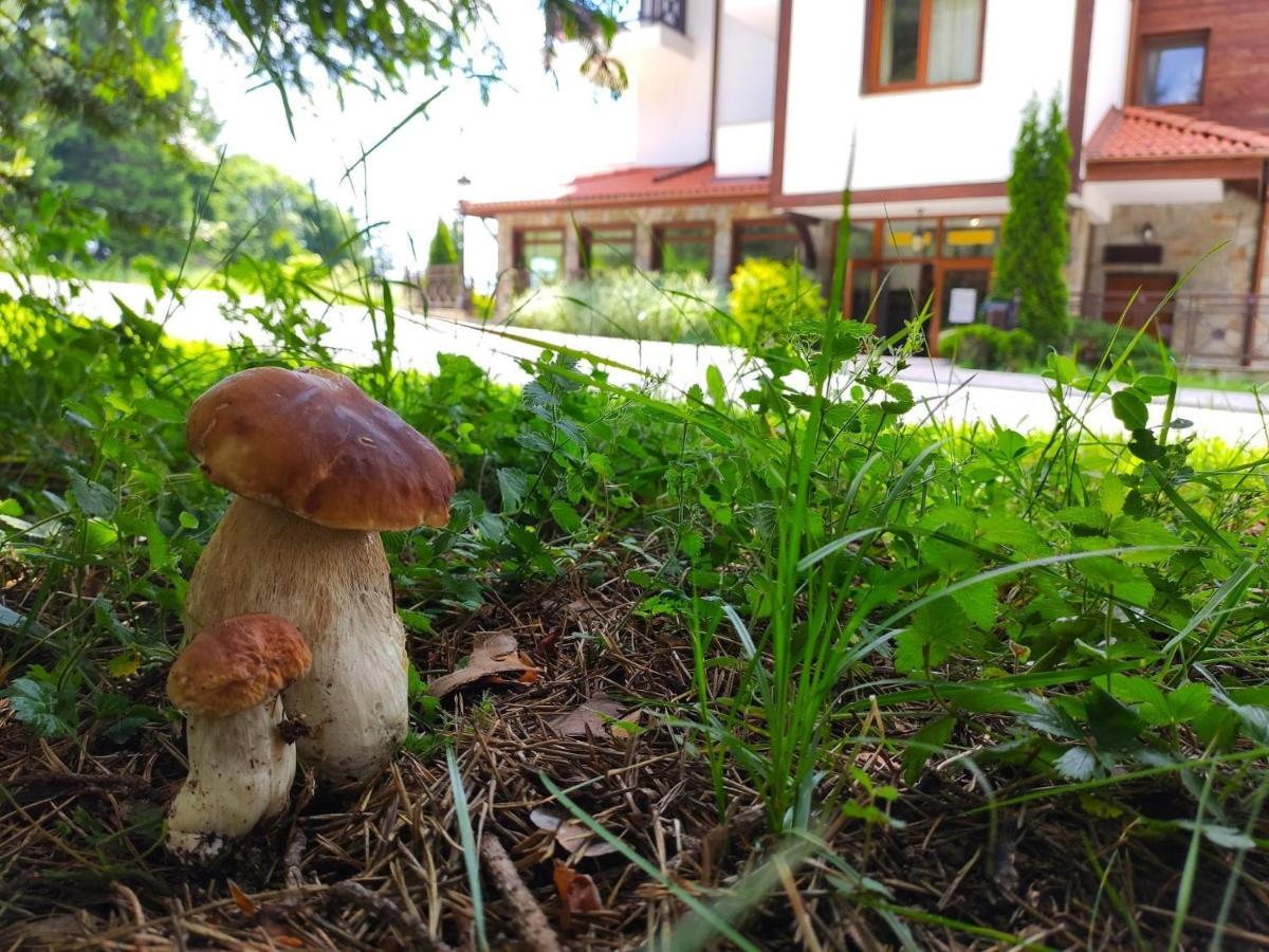 "Моето Любимо Място", Смолянски Езера - "My Favorite Place", Smolyan Lakes Luaran gambar
